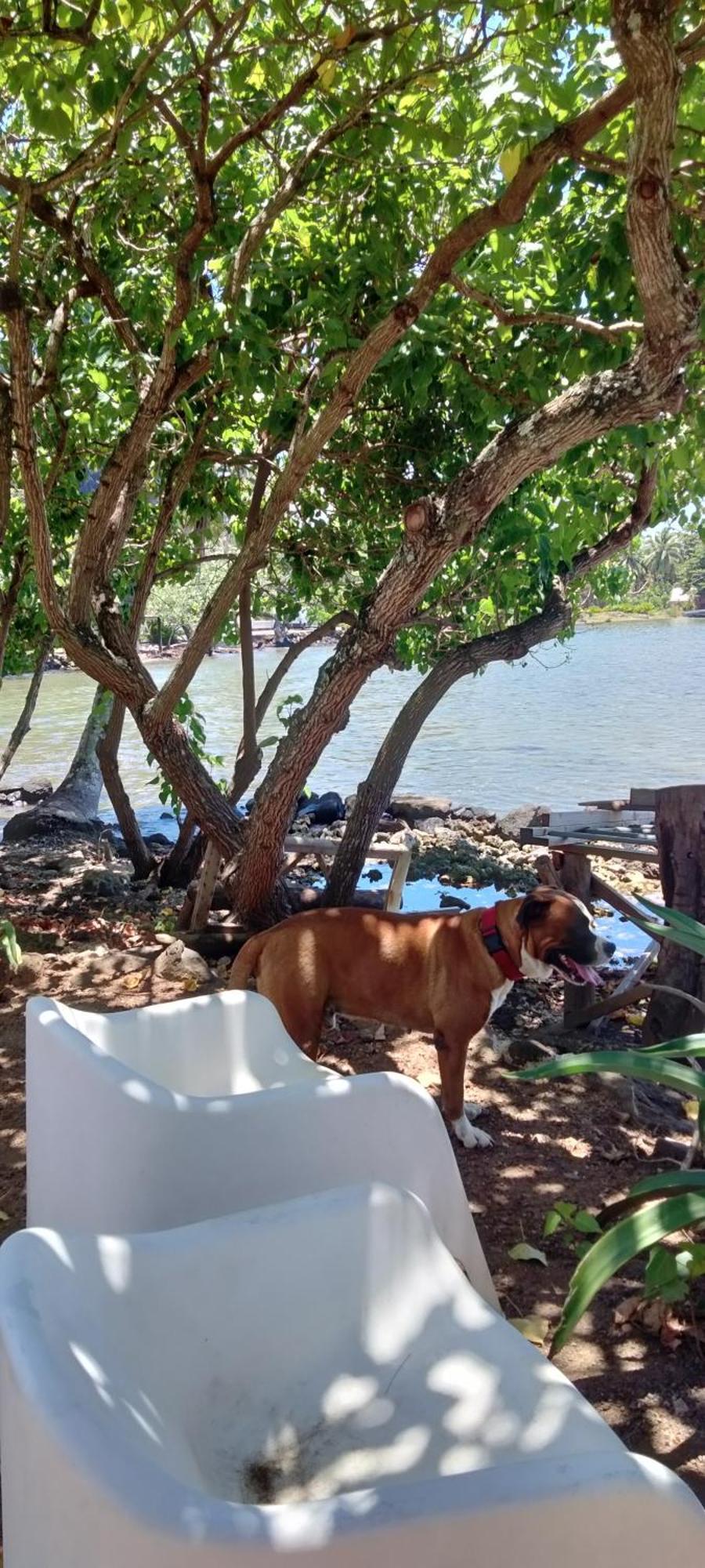 Bungalow Vue Lagon 180 Degre, La Maison Bleue Moorea Dış mekan fotoğraf