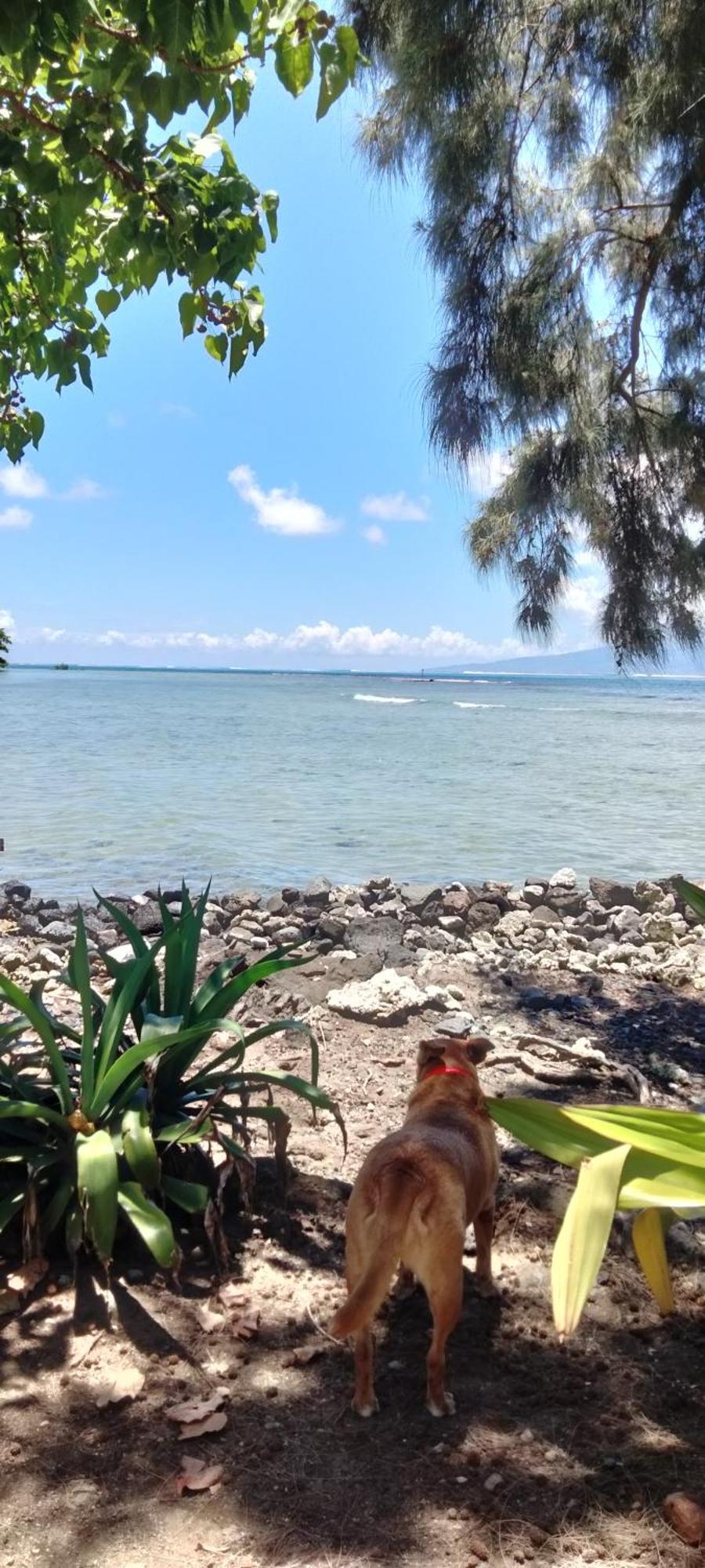 Bungalow Vue Lagon 180 Degre, La Maison Bleue Moorea Dış mekan fotoğraf